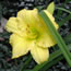 Hemerocallis Suzie Wong